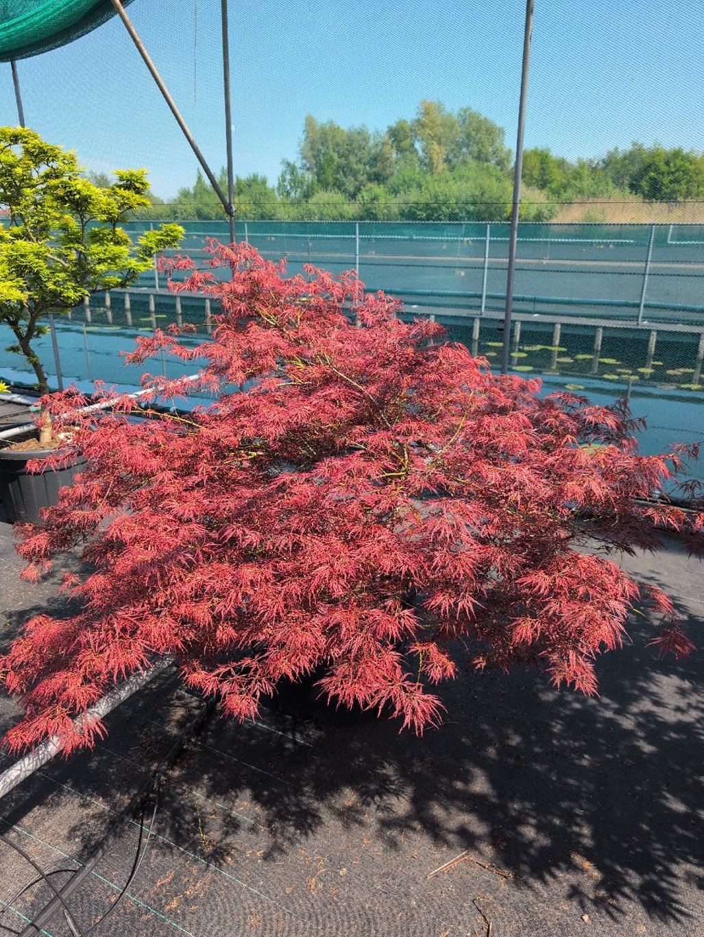 Acer pal. 'Ornatum' - C70 125-150 CM